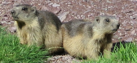 Murmeltiere